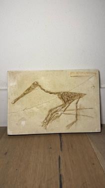 Fossiel van Dinosauriër Pterodactylus