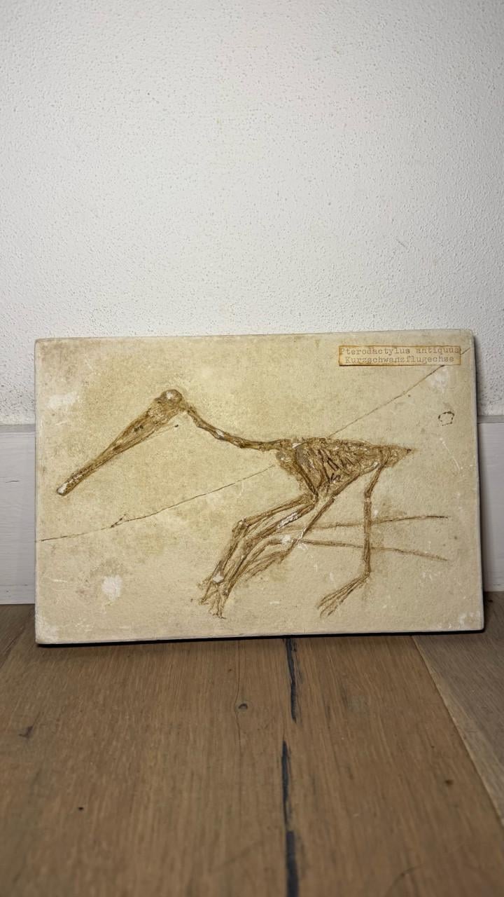 Fossiel van Dinosauriër Pterodactylus
