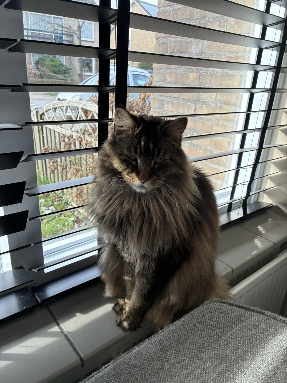 Kees en Louis | Herplaatsen | Maine Coon/Pers kruising