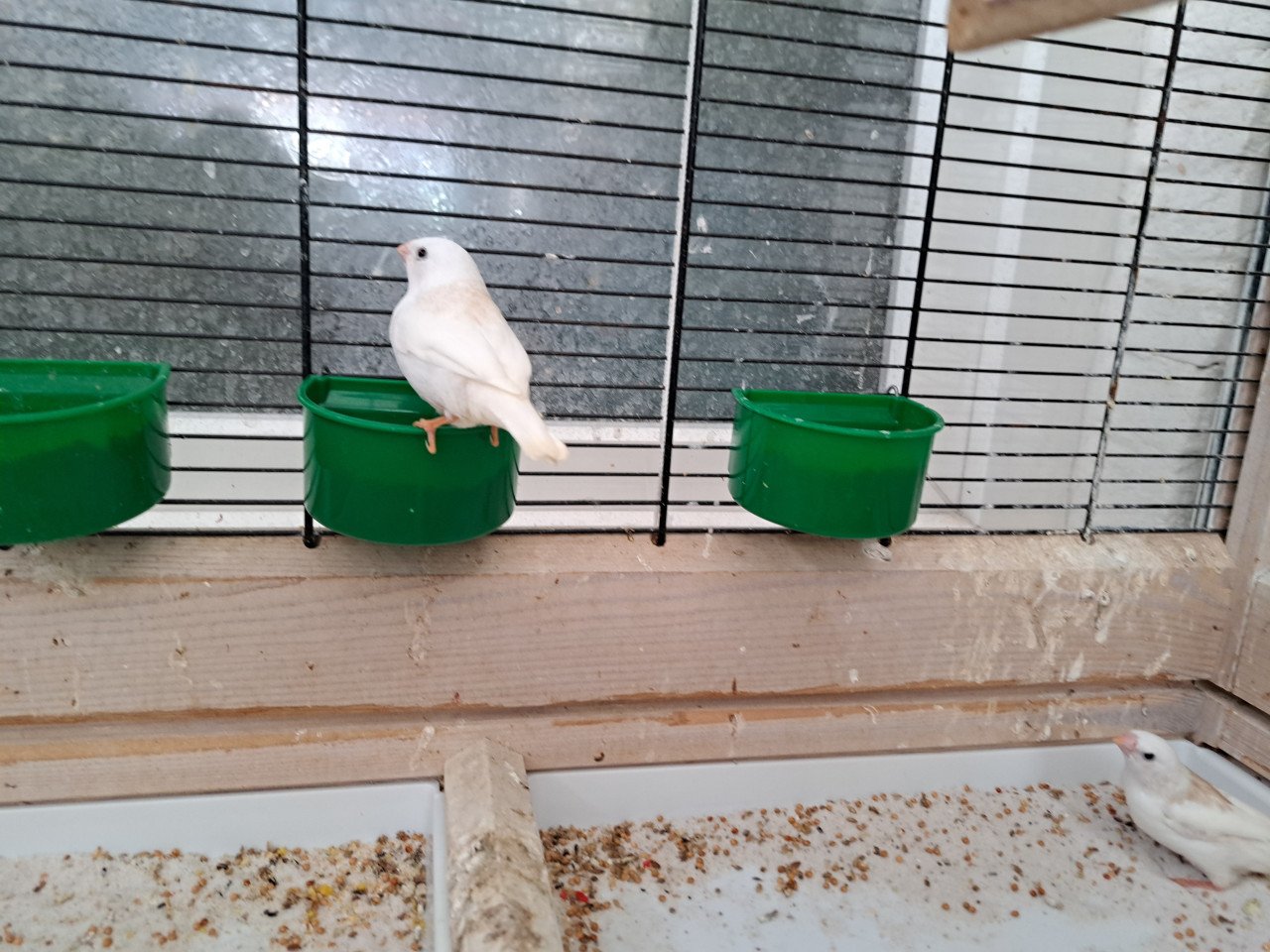 Zebravinken met kooi