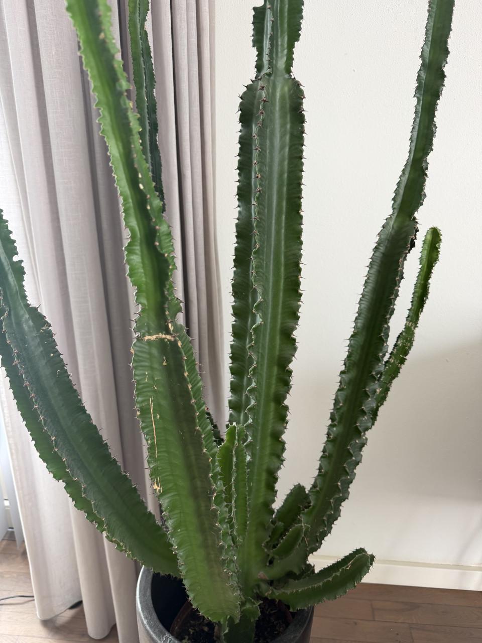 Grote euphorbia cactus in pot