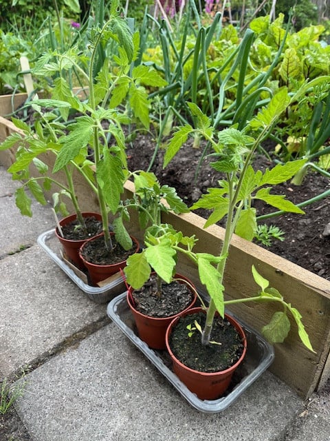 Tomaten-planten, rode puntpaprika en courgette