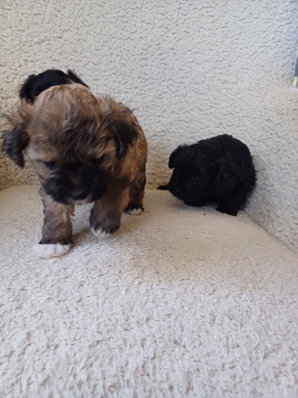 Puppies