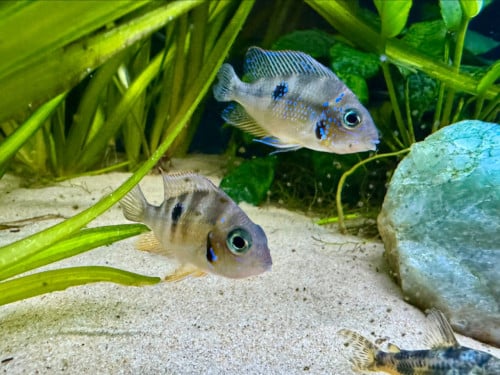 Goede thuis gezocht eigen kweek THORICHTHYS ELLIOTI chiclide
