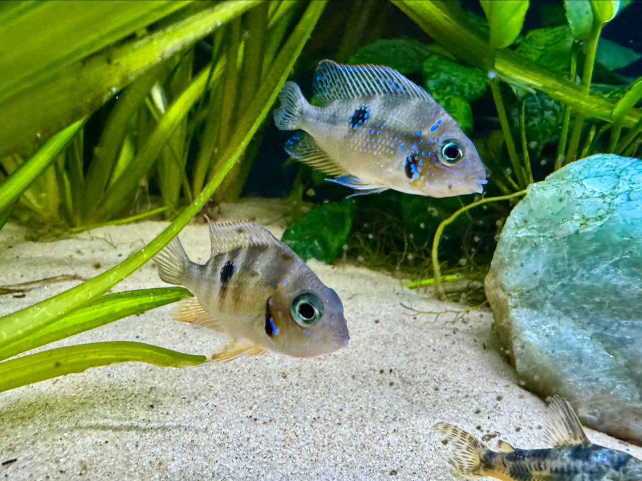 Goede thuis gezocht eigen kweek THORICHTHYS ELLIOTI chiclide