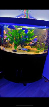 Aquarium vissen