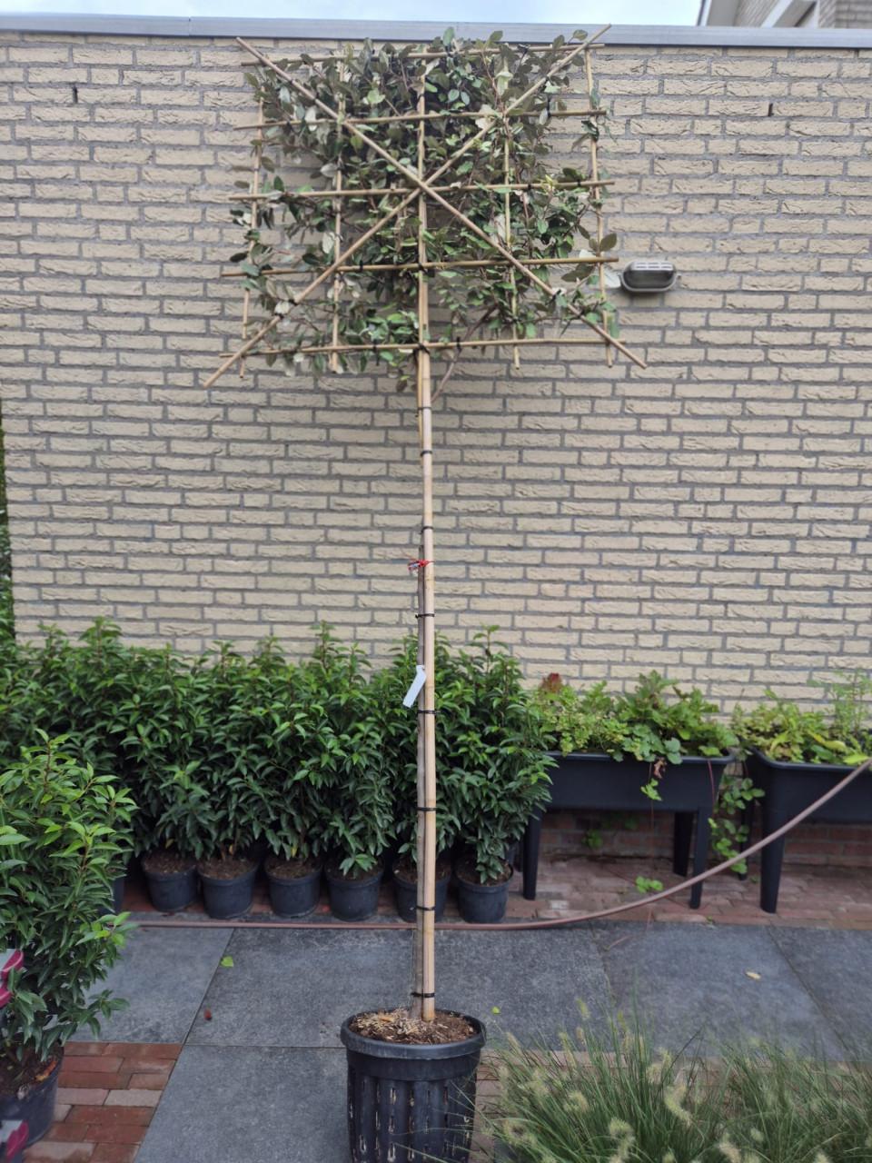 Olijfwilg leibomen - groenblijvend