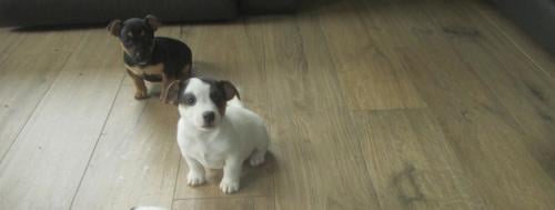 Mooie black and tan jack russell pup.