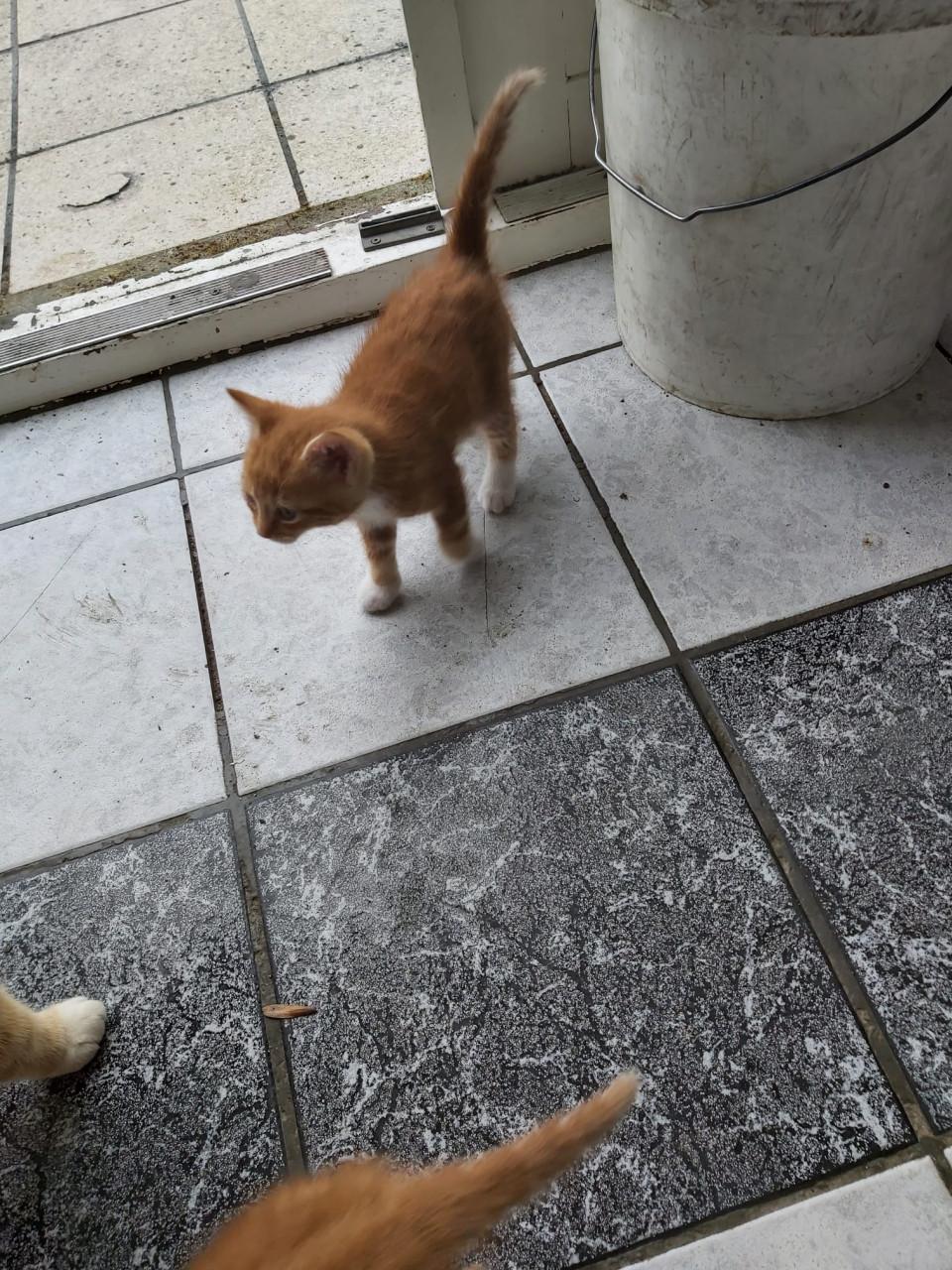 Kitten