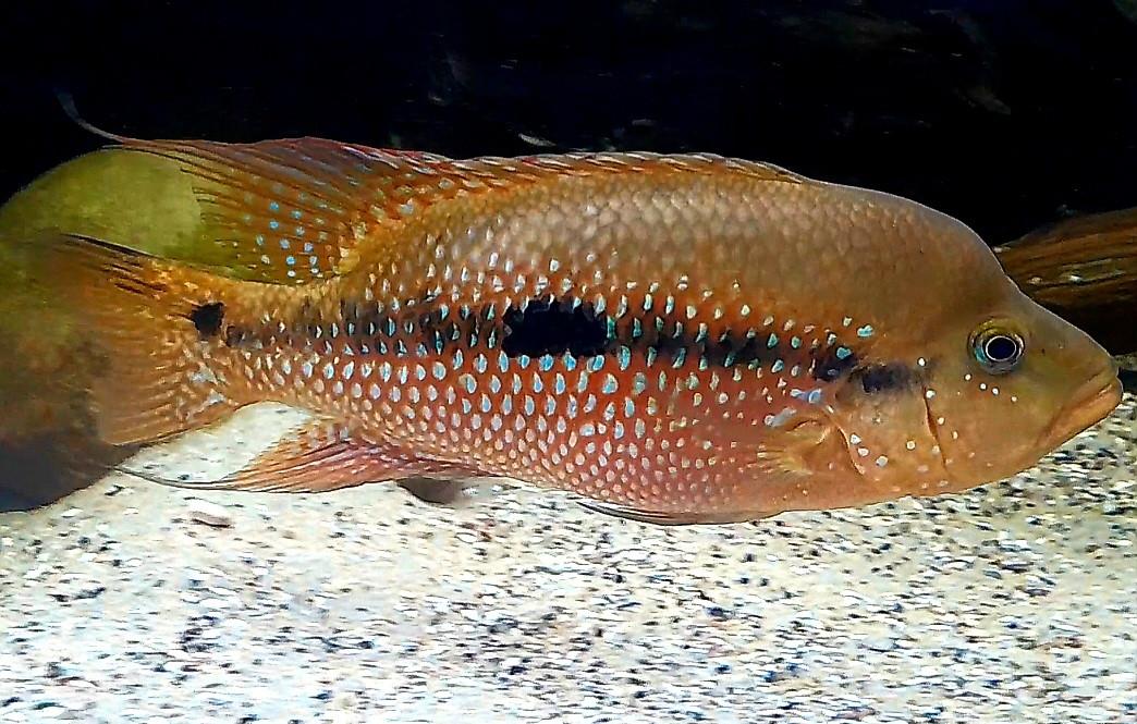 Aquariumvissen trio Istlanum