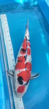 Sanke 65 cm