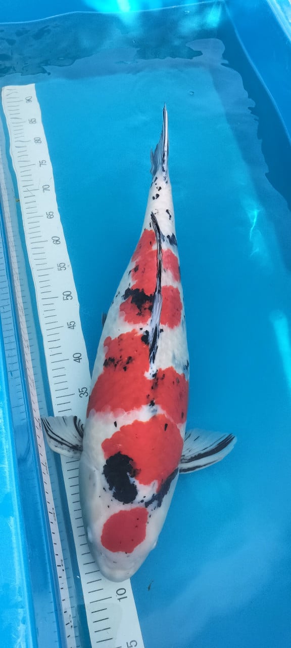 Sanke 65 cm