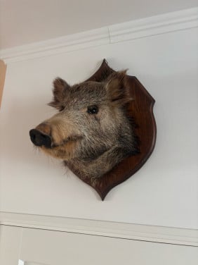 Wildzwijn
