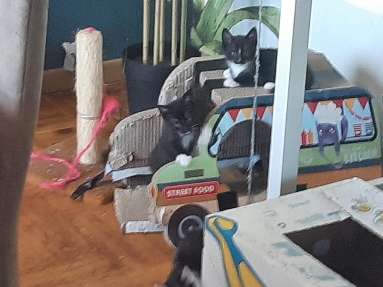 Kitten