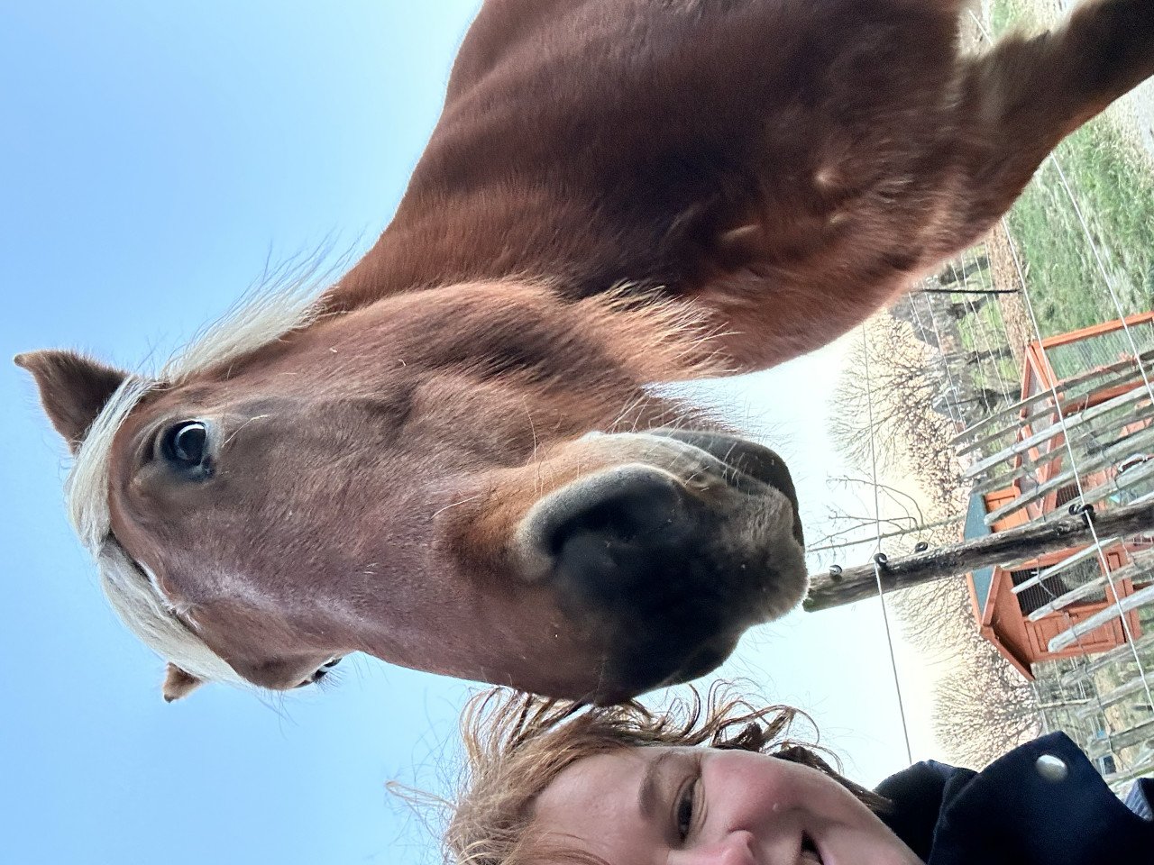 Prachtige pensionplek voor 1(misschien 2) paarden/ pony's/ shets aangeboden