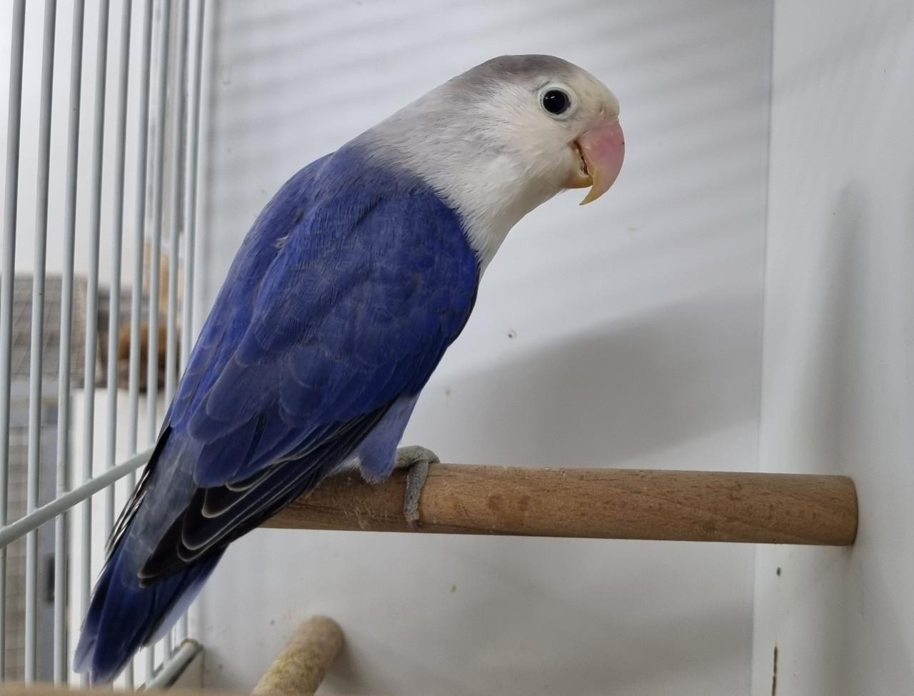 Agapornis fisheries, diverse kleuren