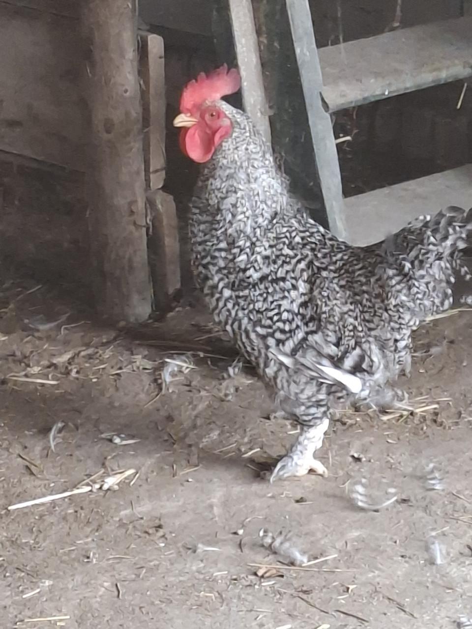 Mooie haan