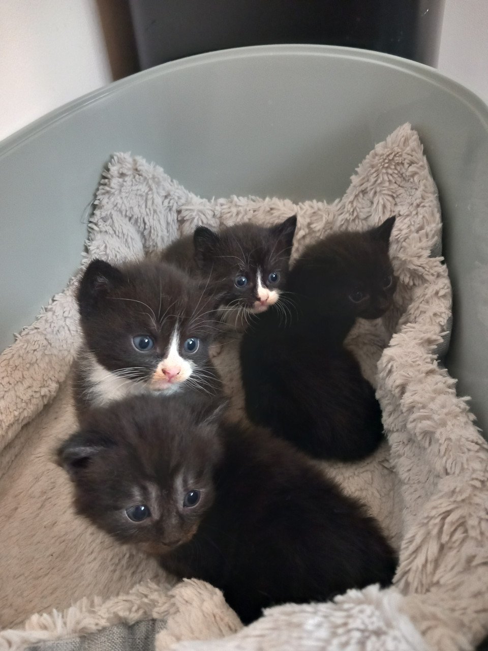 Kittens