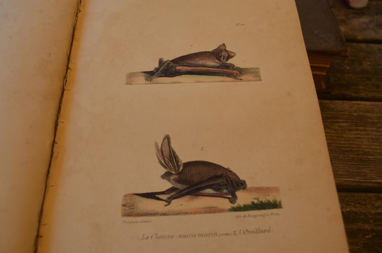 Oeuvres complet de Buffon 1833 fraai!!
