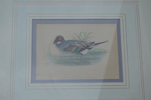 Fraaie handgekleurde litho 'Pintail' (Pijlstaart) 1868