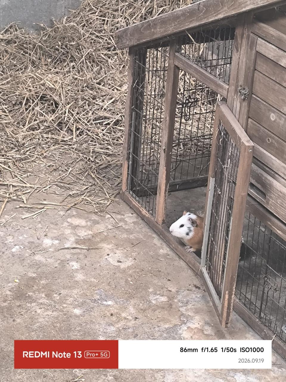 Cavia beertjes