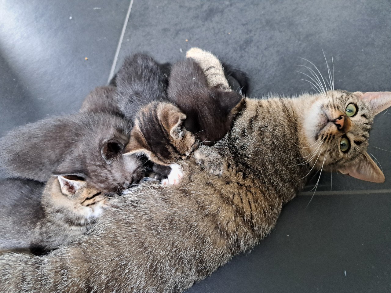 Verschillende lieve kittens