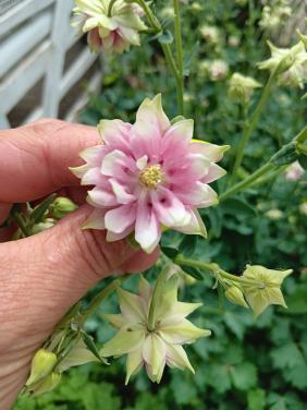 Biologische Akelei Nora Barlow Zaden