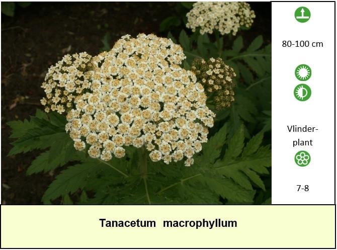 Mooie bijen,- en vlinderplanten in ons kraampje voor € 1,25 s/st. ++ TIP ++