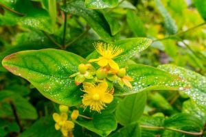 HYPERICUM