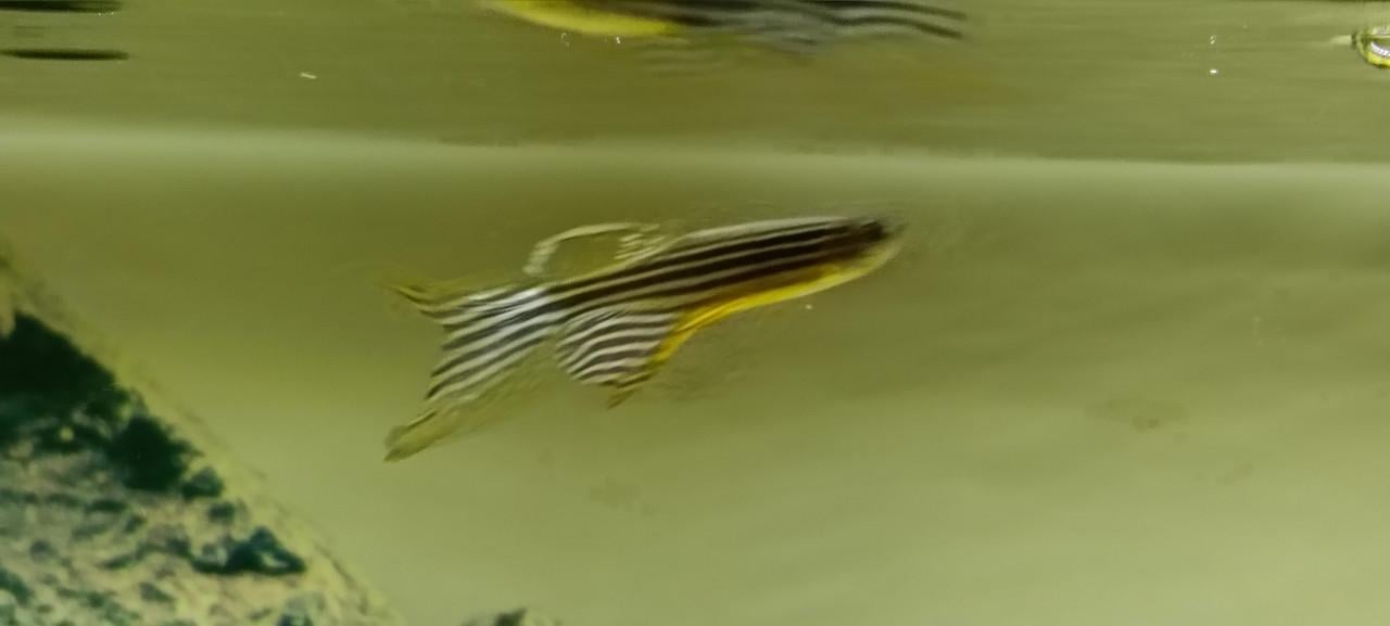 Juwel Rio 180 aquarium
