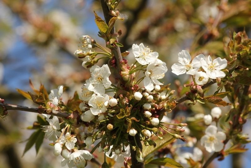 Kersenboom Regina (zelfbestuivend) hoogstam 12 cm