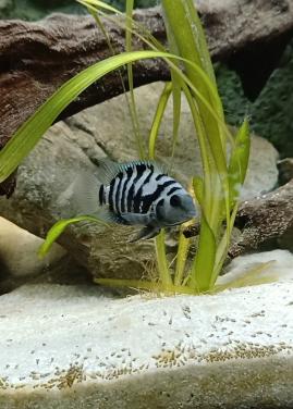 Zebra cichlides Amatitlania Nigrofasciata babys