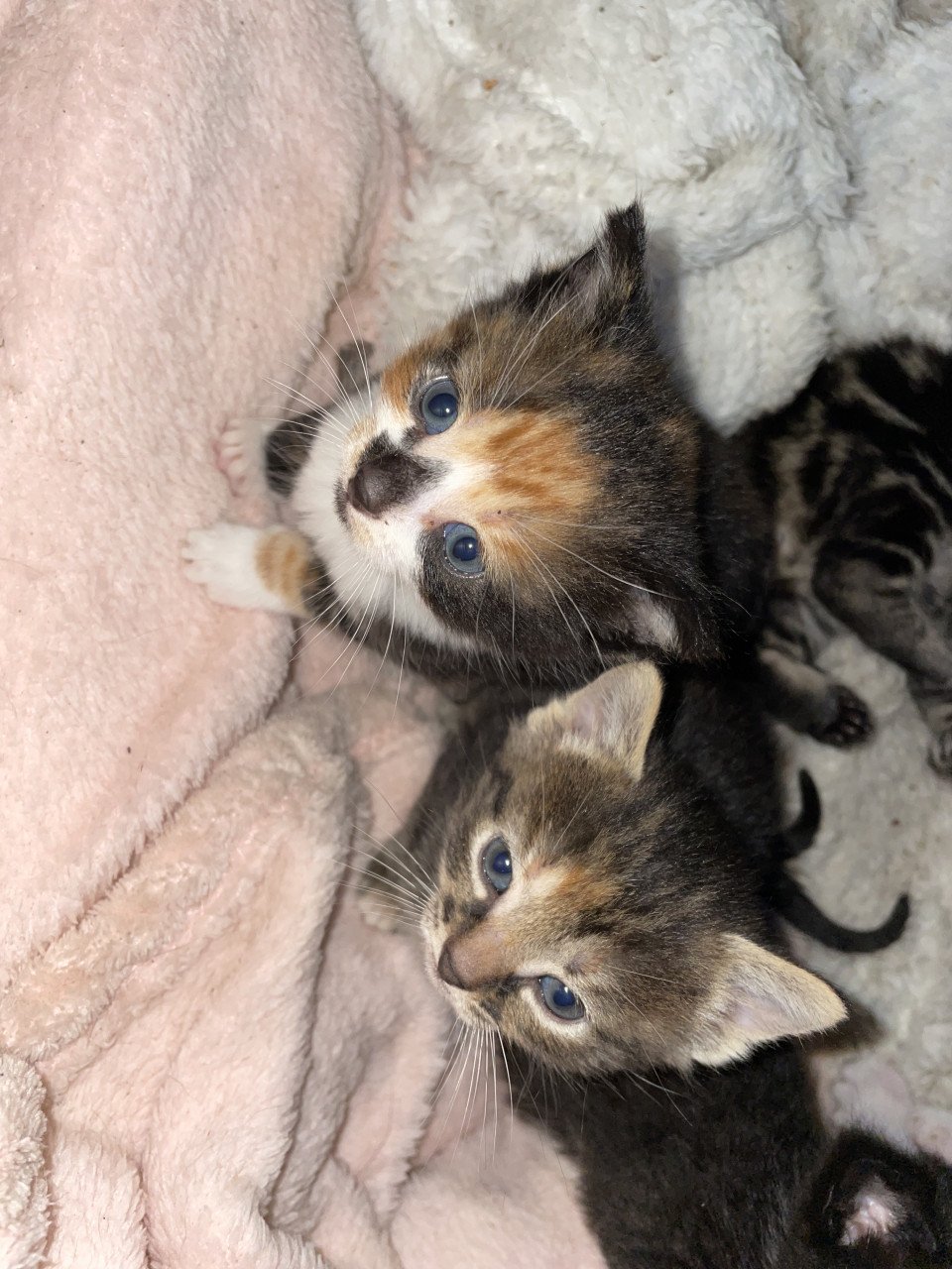Kittens