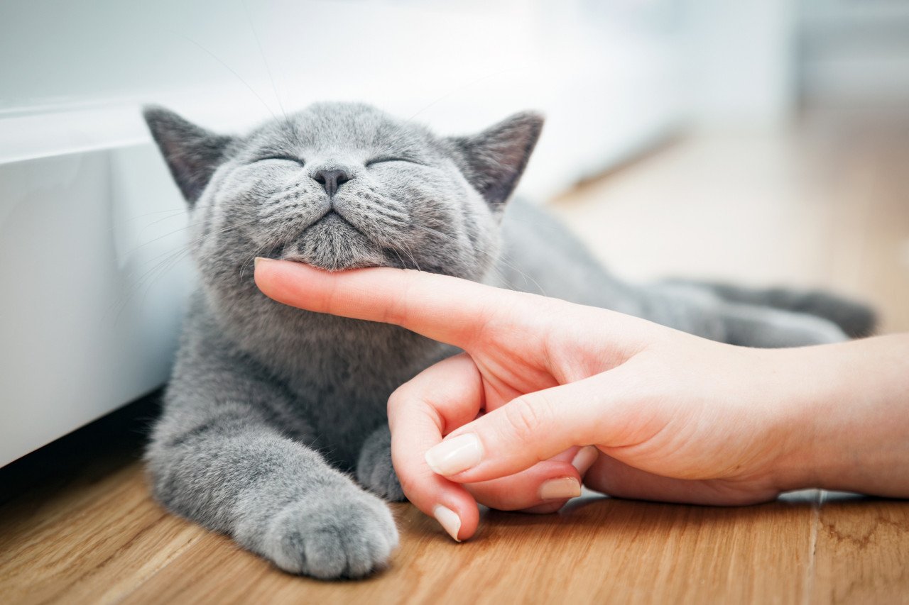 Dierenbenodigdheden voor honden, katten, knaagdieren, vogels en vissen