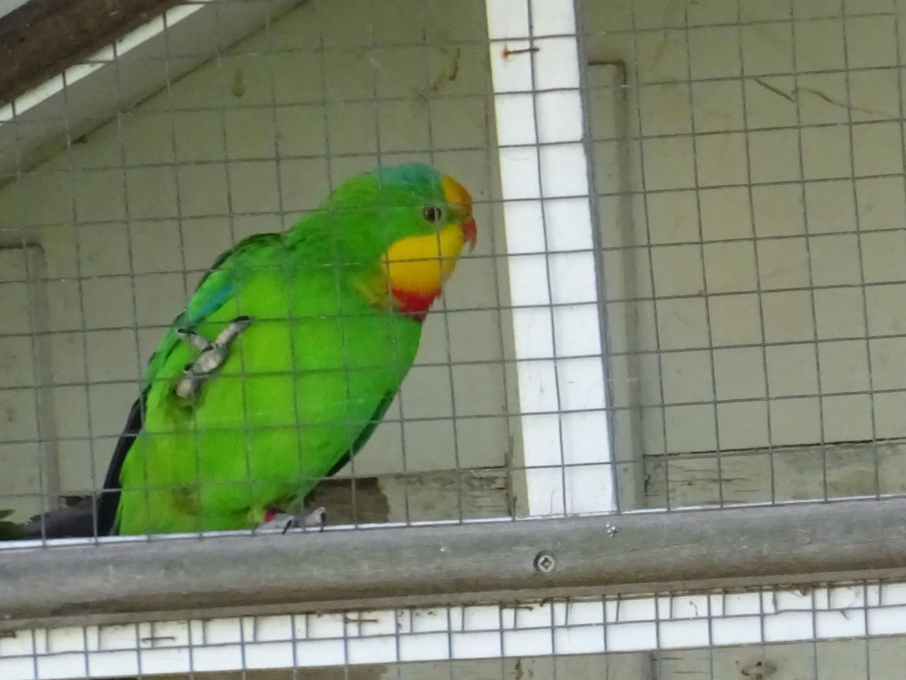 Te koop koppel Barabant parkieten Broedrijp Geringd