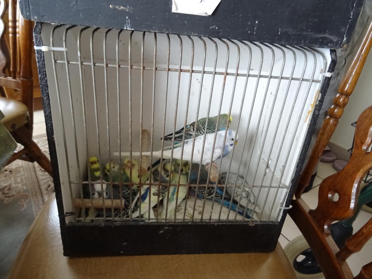 Te koop enkele mooie grasparkieten broedrijp