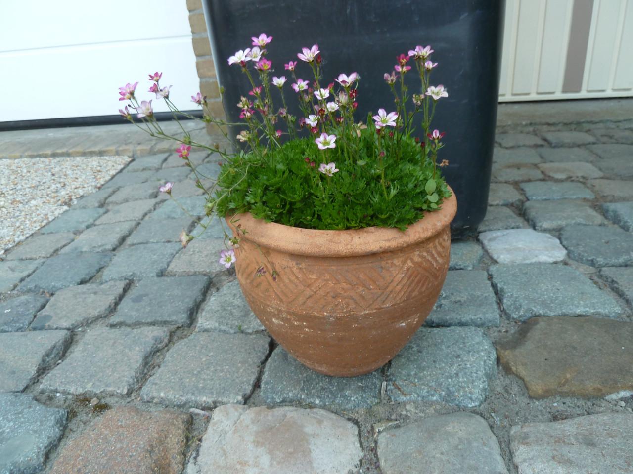 Saxifraga in stenen pot