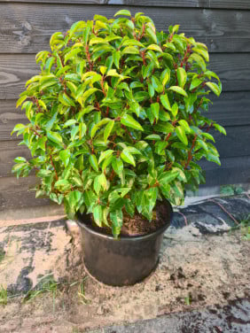 Portugese laurier bolvorm ca. 30 cm groenblijvend