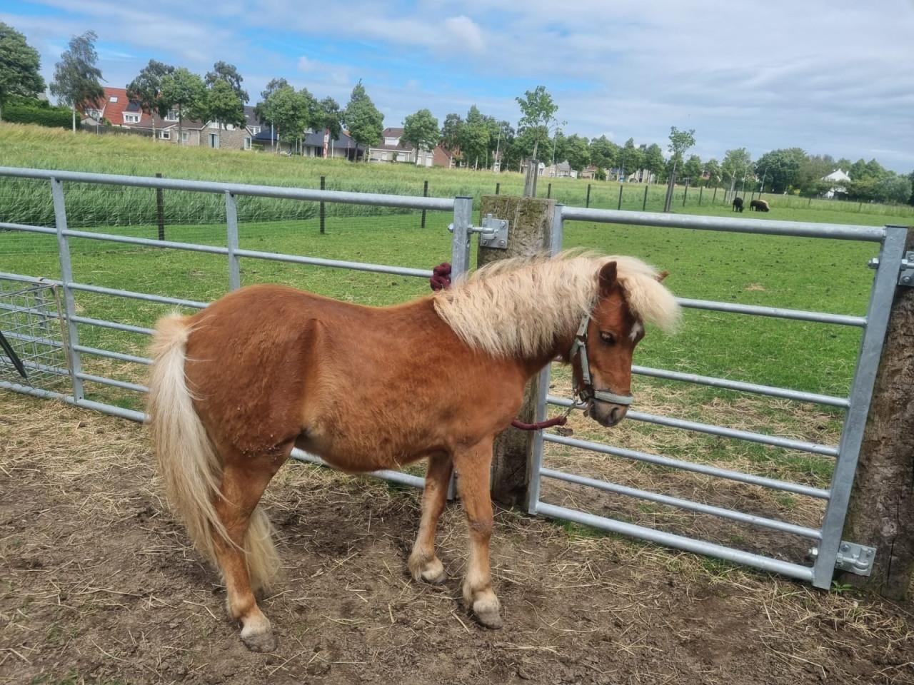 Te koop: shetland ponny