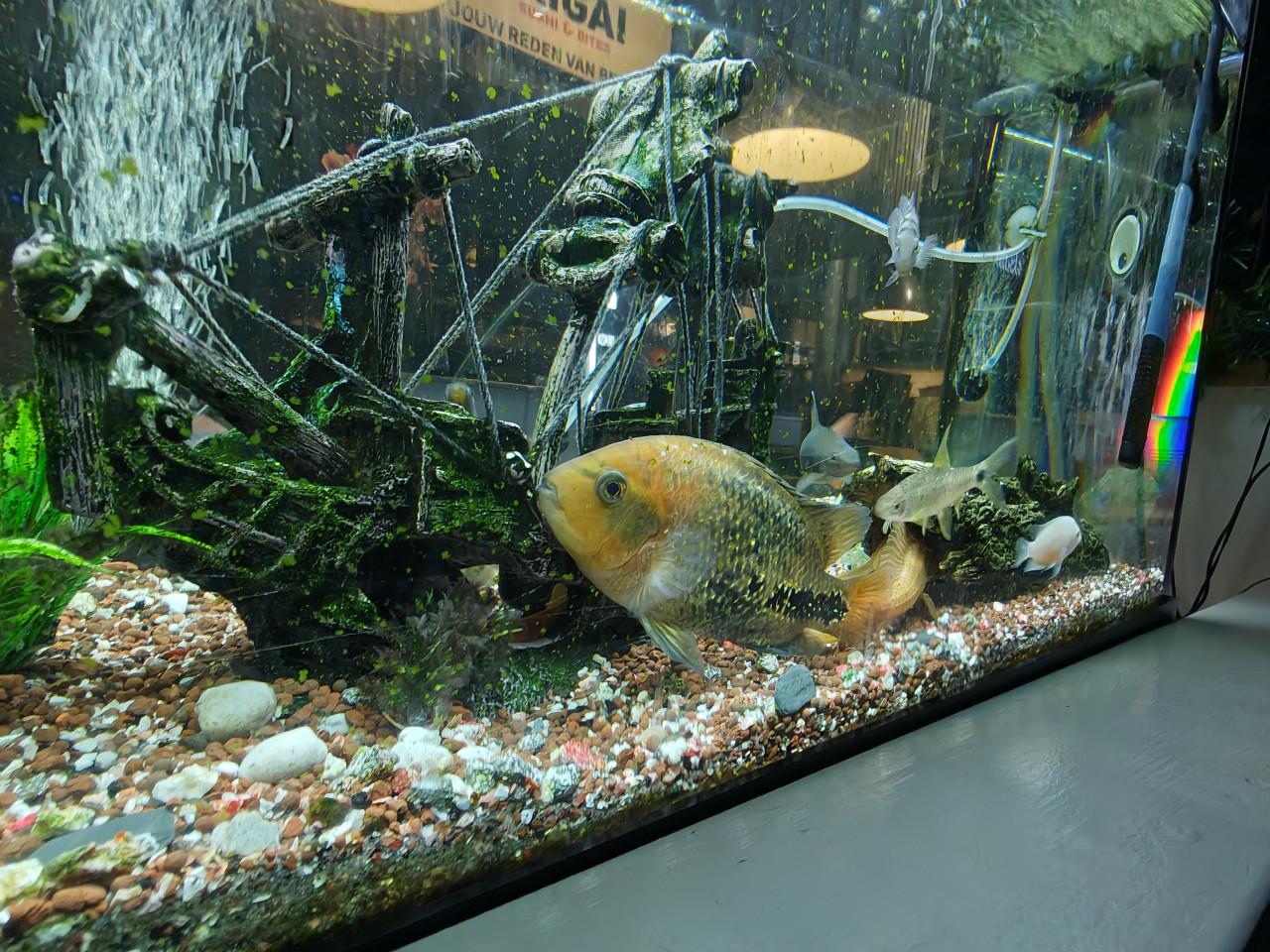Prachtig groot aquarium inclusief vissen en alle toebehoren te koop!