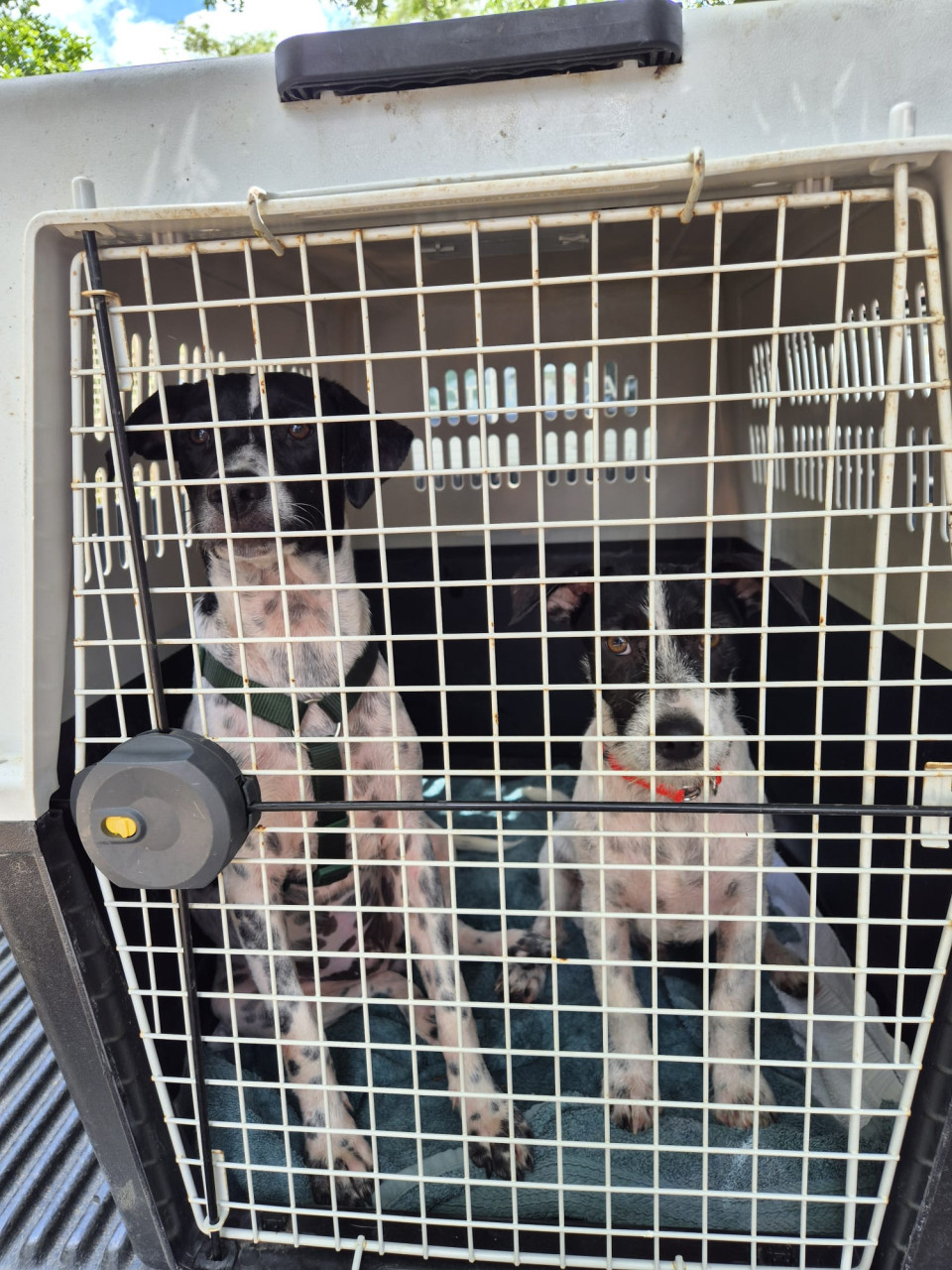 Gastgezinnen voor honden gezocht