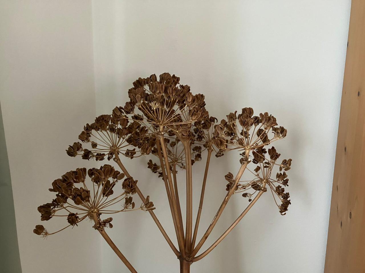 Gedroogde tak Engelwortel 140 cm zonder vaas