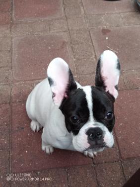Franse Bulldog
