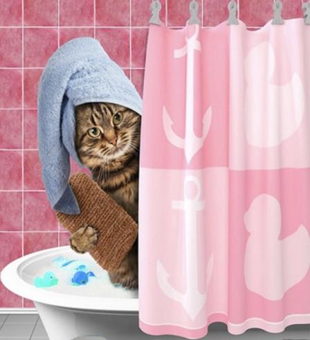 Kattentrimsalon SPA & Shop Lucky Cat 💖🪮✂️🧴🛁🫧🛍️🐱🍀 Ook aan 🚘🏠