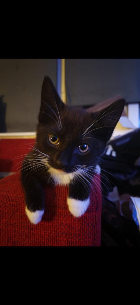 Kittens