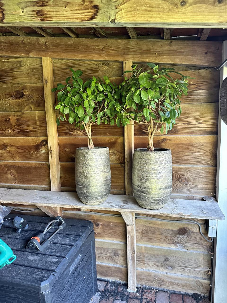 Twee bloempotten met planten, 40cm hoog, zo goed als nieuw