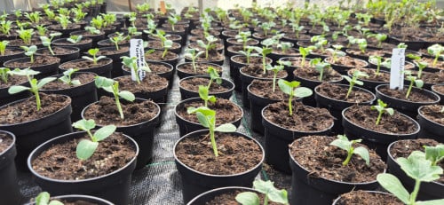 Meloen planten de 5 beste soorten