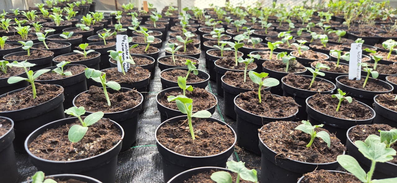 Meloen planten de 5 beste soorten