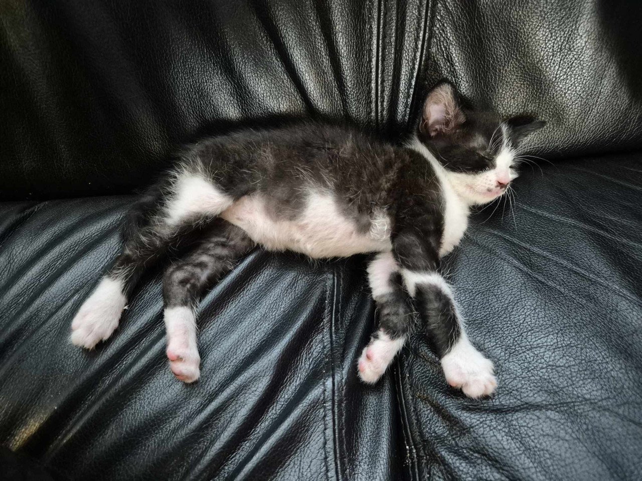 Nog 1 van de 5 super sociale met de handopgevoede kittens te koop