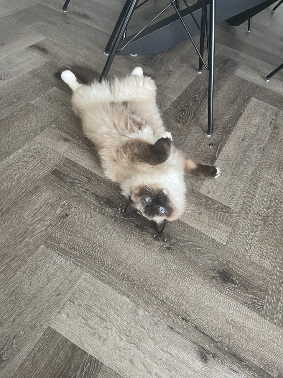 Ted en Nova zijn op zoek naar personeel